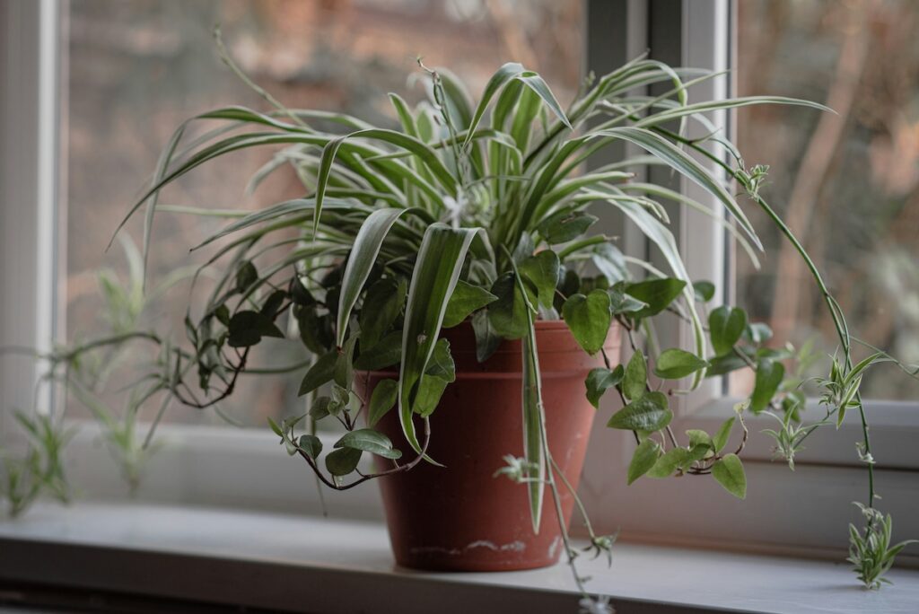 観葉植物　置き場所